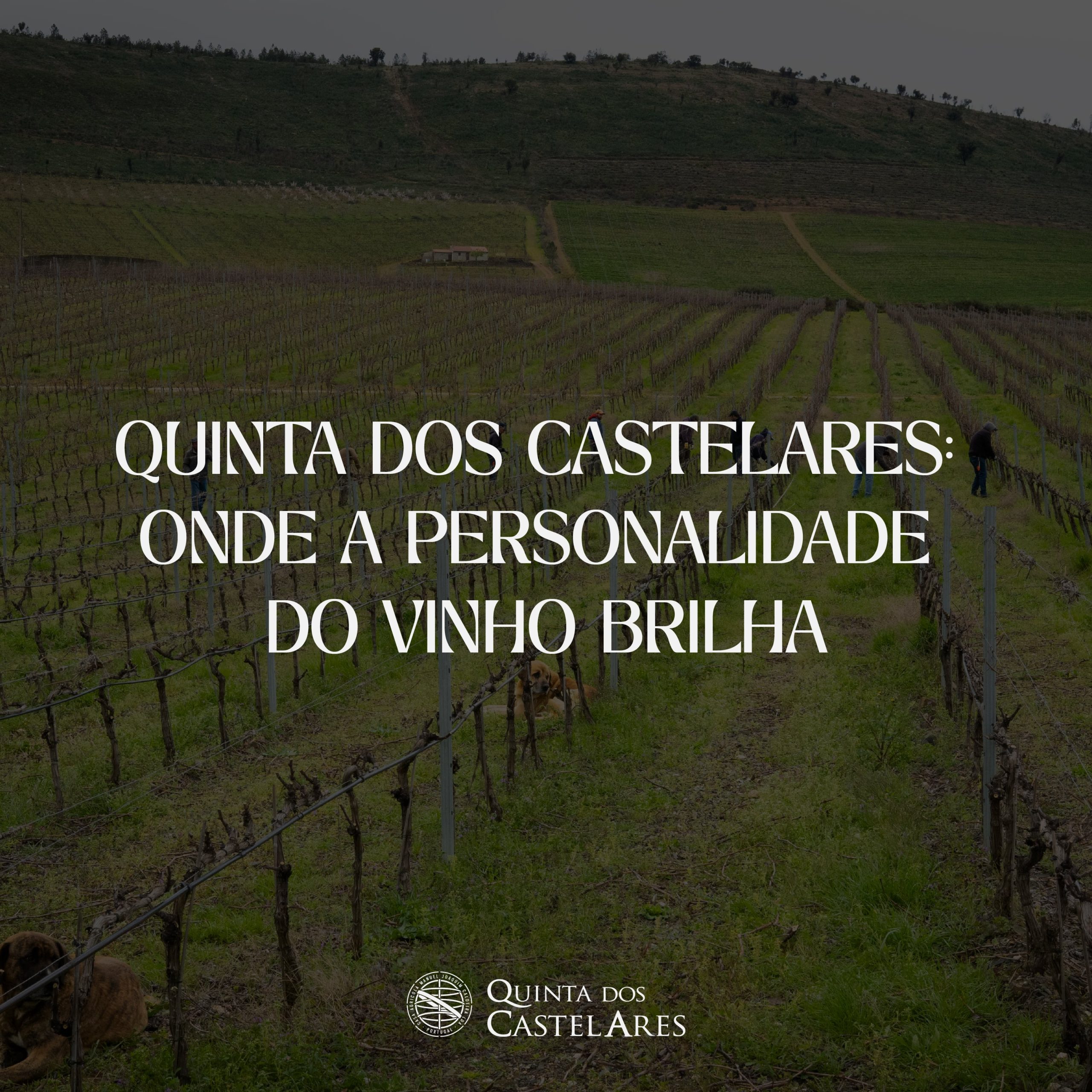 Quinta dos Castelares: onde a personalidade do vinho brilha